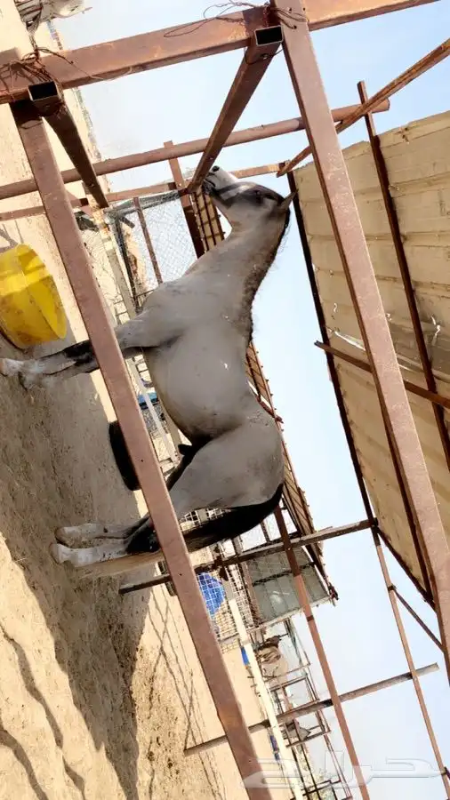 حصان شعبي للبيع العمر 5 الارتفاع 159السلامه سليم حصان طيب 2