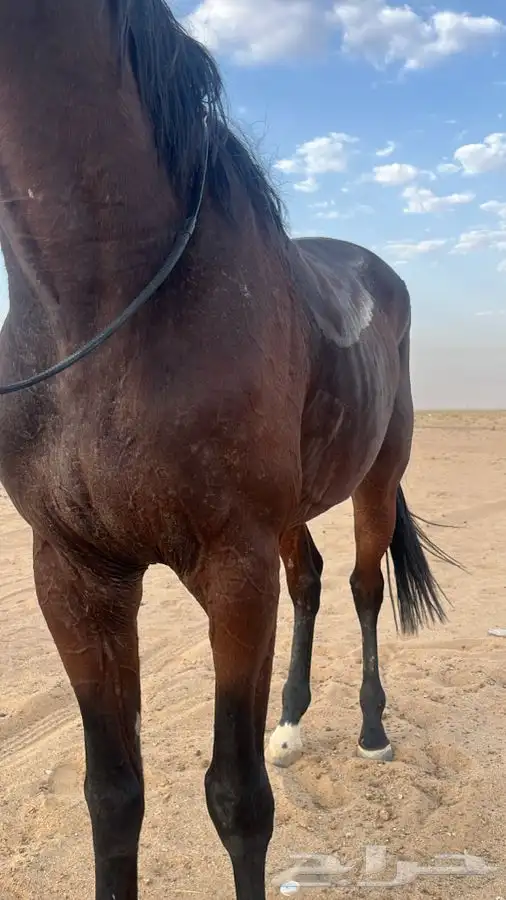 حصان انقليزي 0