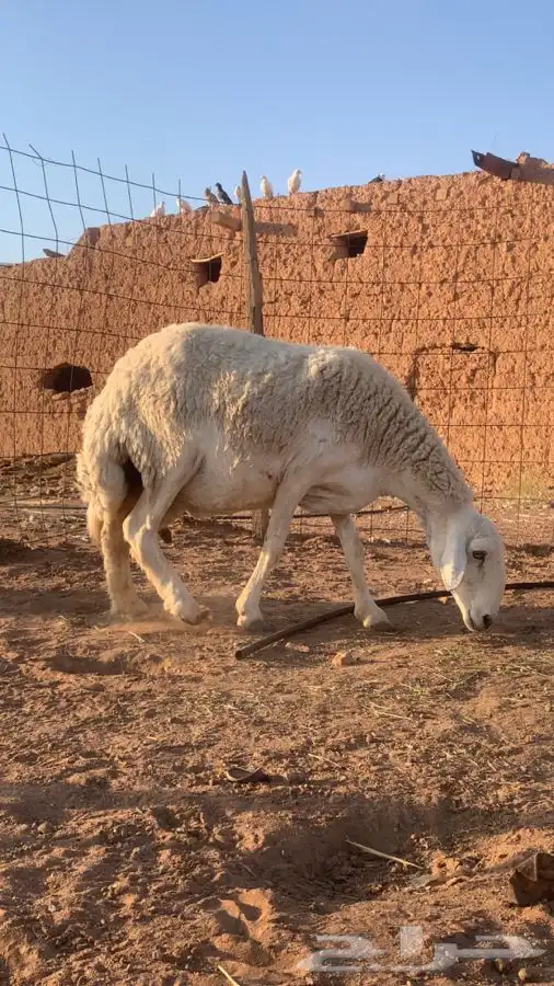 شاه حريه صنف دافع 0