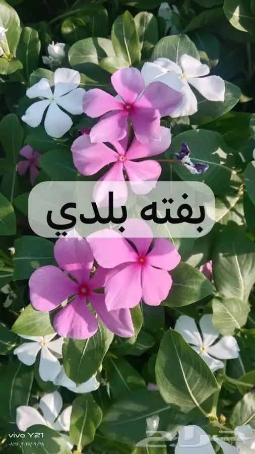 مشتل مزرعتي لبيع وتوصيل جميع انواع الشتلات وملحقاتها 8