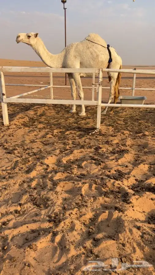 ناقة ضريبه رباع 1