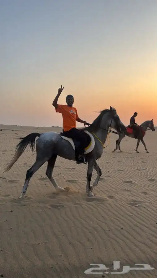 حصان شعبي للبيع العمر 5 الارتفاع 159السلامه سليم حصان طيب 1