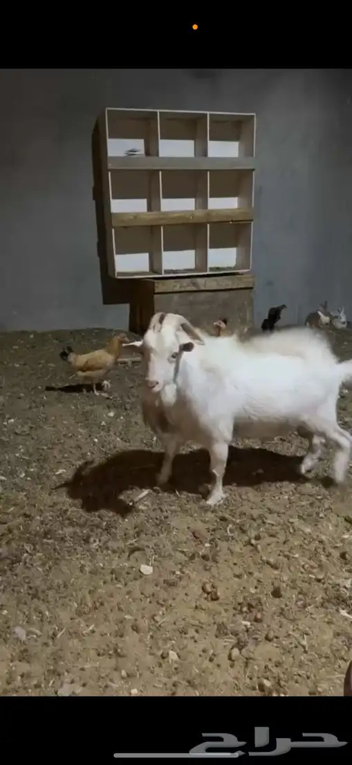ماعز قزم 0