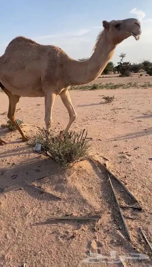 ناقه ضريبه 0