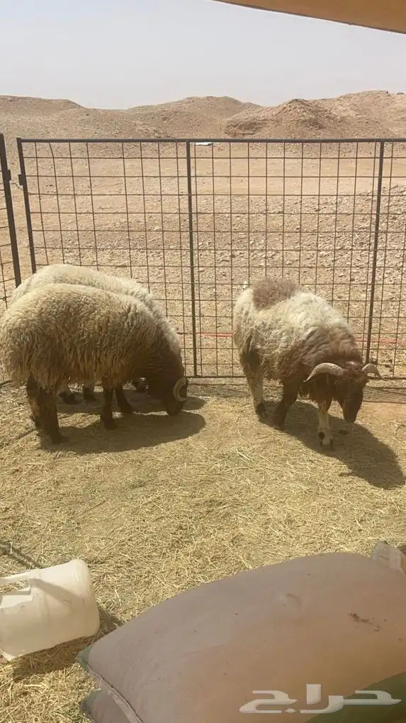 بيع ذبايح 0