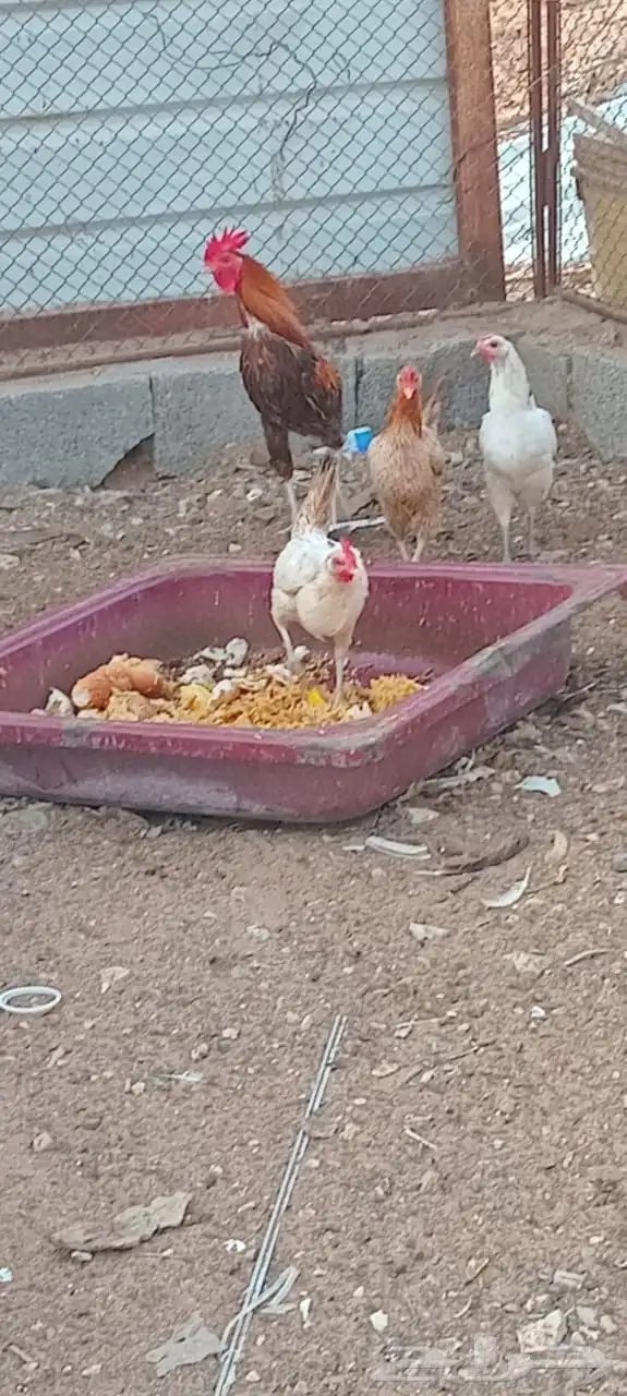 للبيع ديك و دجاج بياض 1