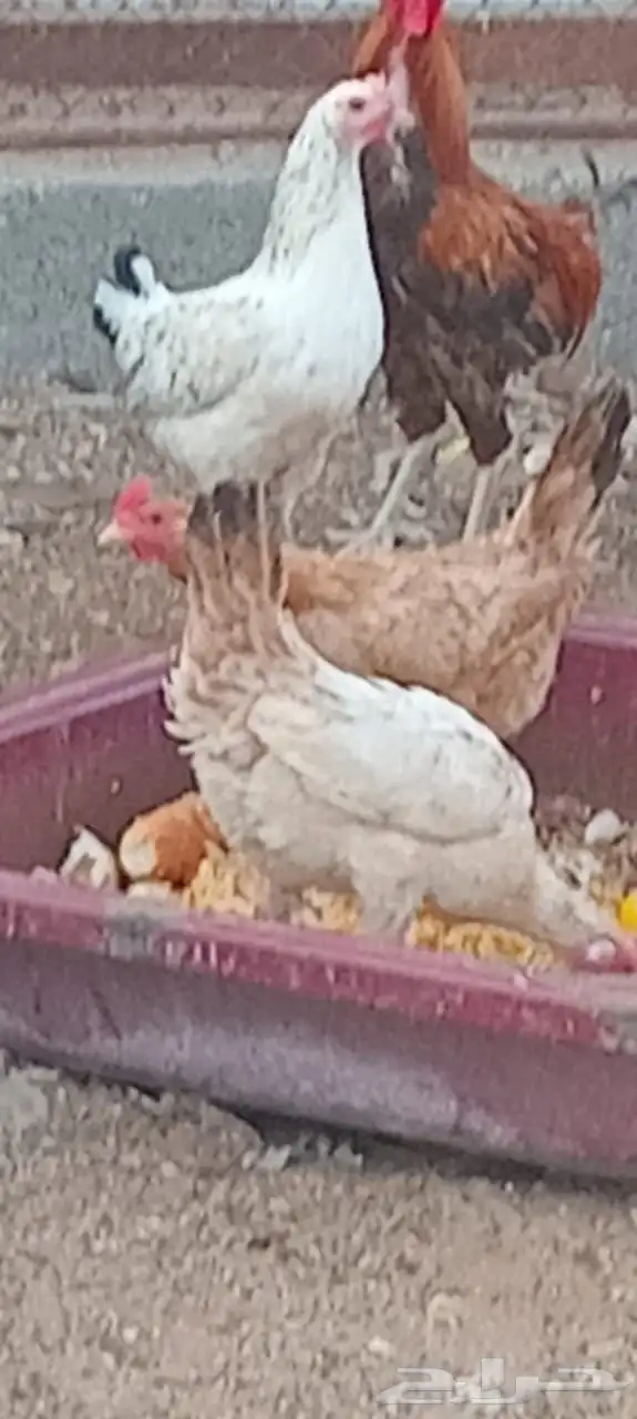 للبيع ديك و دجاج بياض 0