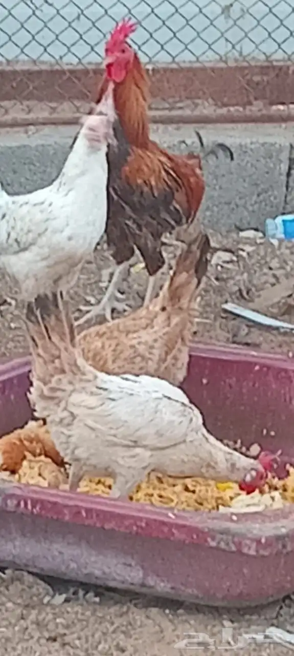 للبيع ديك و دجاج بياض 3