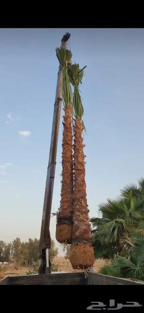 نخل وشنطن 9