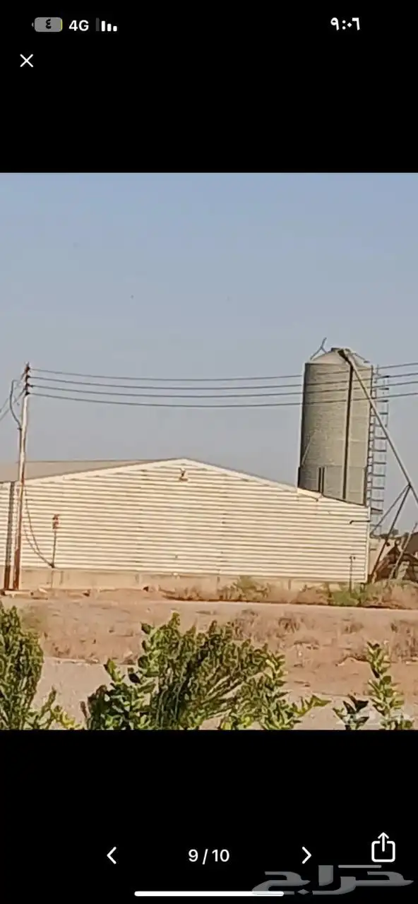 دولجن دجاج 1