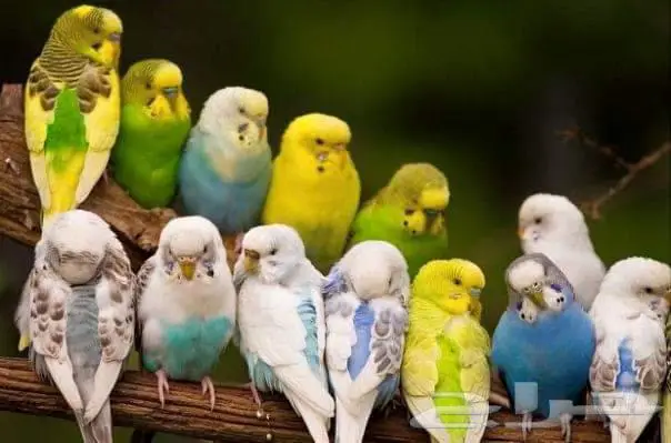 طيور زينة ومستلزماتها محل نوادر خميس مشيط 16