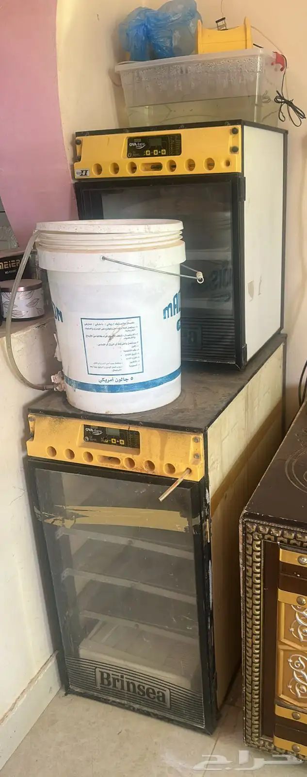 فقاسه برنسي تماتيك 0