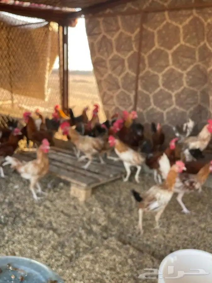 ديوك ودجاج 1