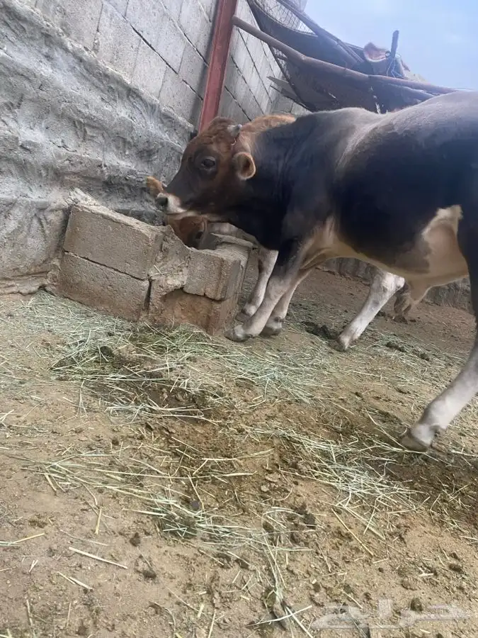 ثور مشروع فحل 1