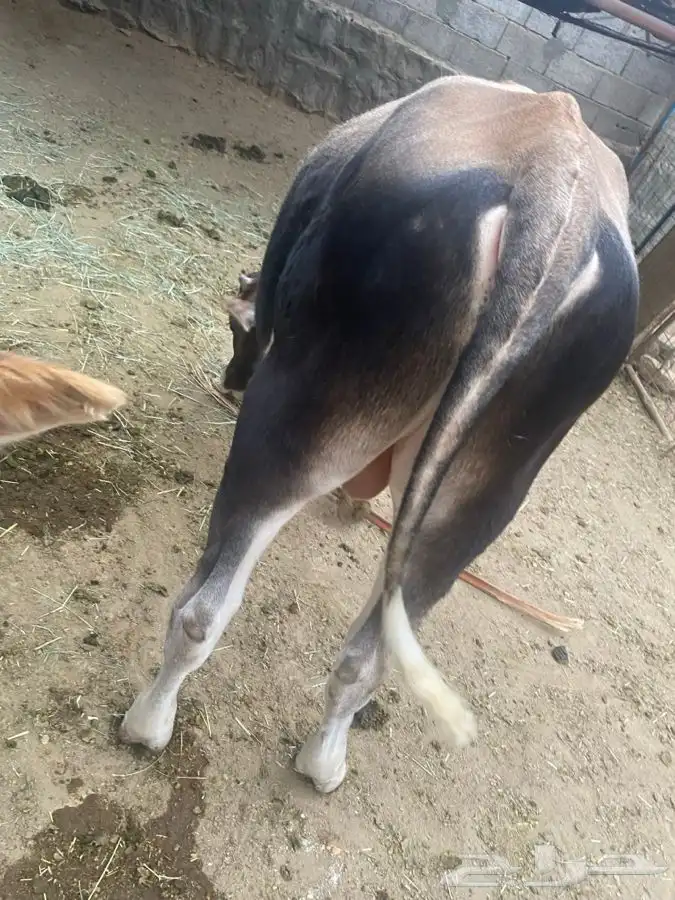 ثور مشروع فحل 4