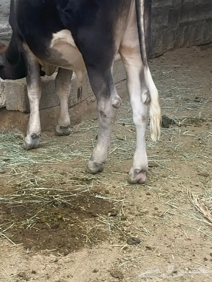 ثور مشروع فحل 2