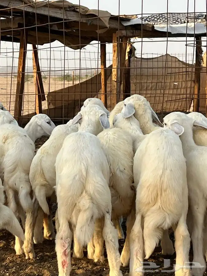بهم تربيه نضيف مراح وحد الصحه شرط 3
