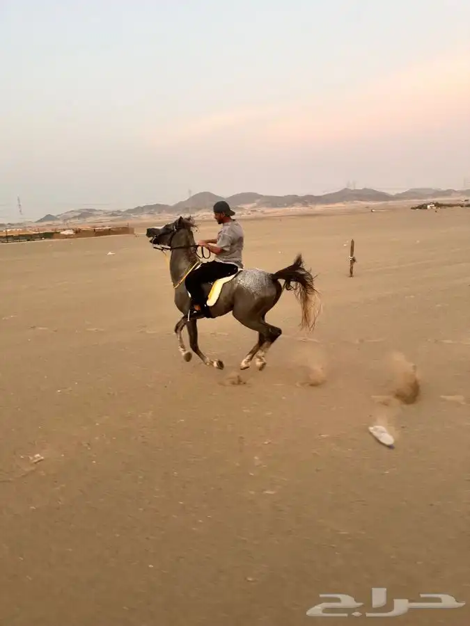 حصان شعبي للبيع العمر 5 الارتفاع 159السلامه سليم حصان طيب 0