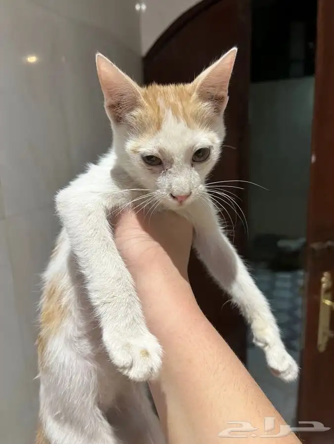 قط اليف جدا للتبني 3