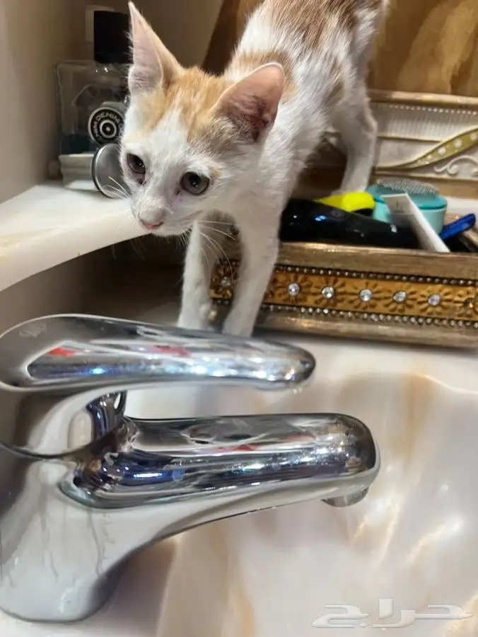 قط اليف جدا للتبني 5