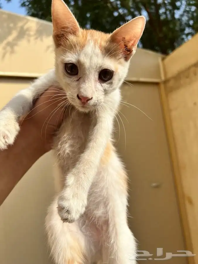 قط اليف جدا للتبني 1