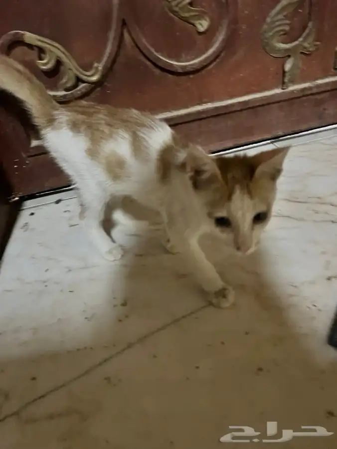 قط اليف جدا للتبني 7