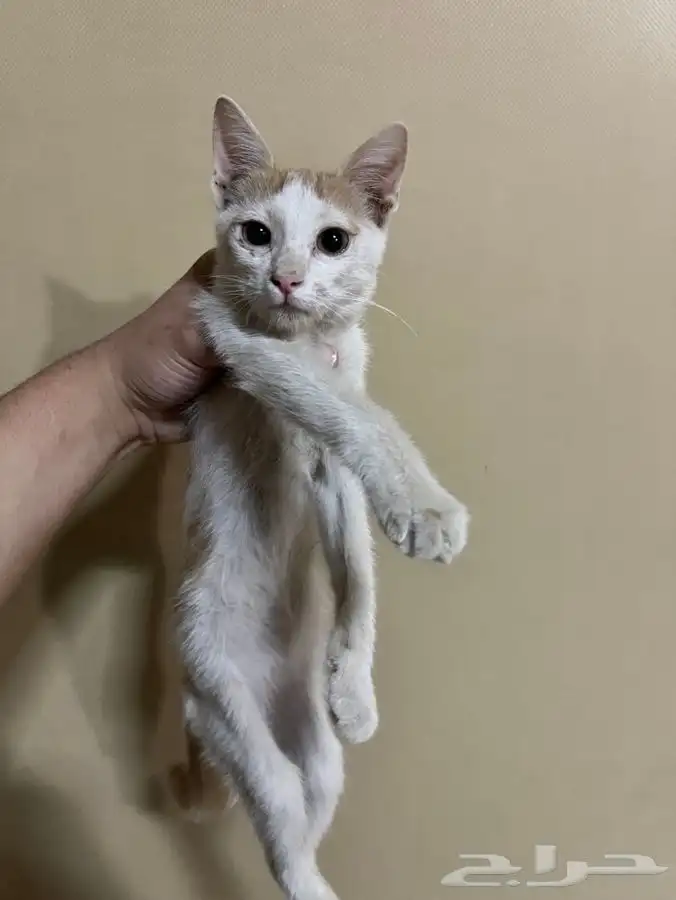 قط اليف جدا للتبني 10
