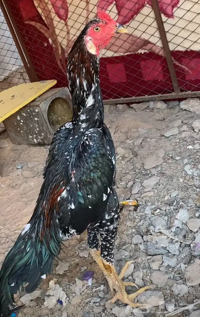 ديك باكستاني العمر تسع شهور 0