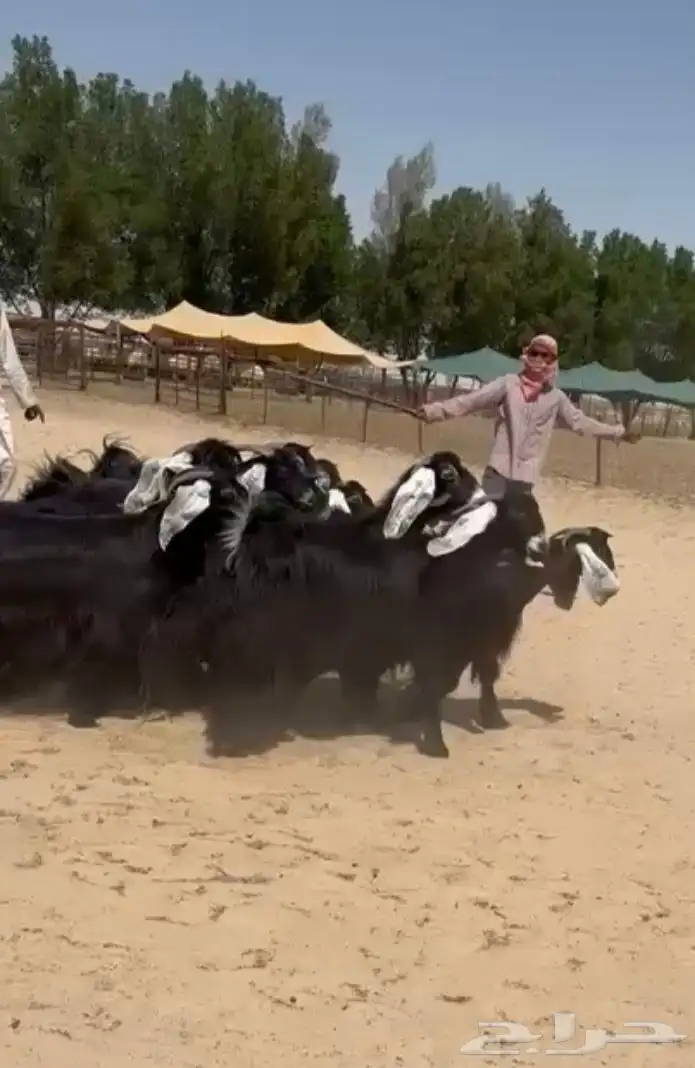 معزاء عوارض دفييع وطيبه للبيع 7