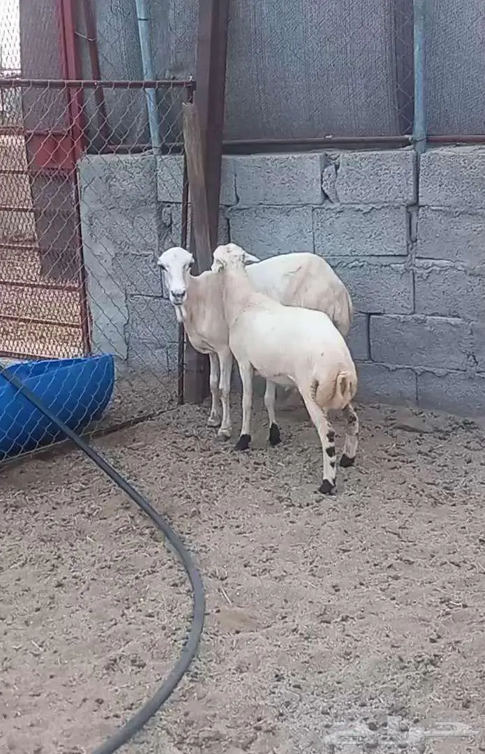 نعجه رفيديه تحتها رخله 2