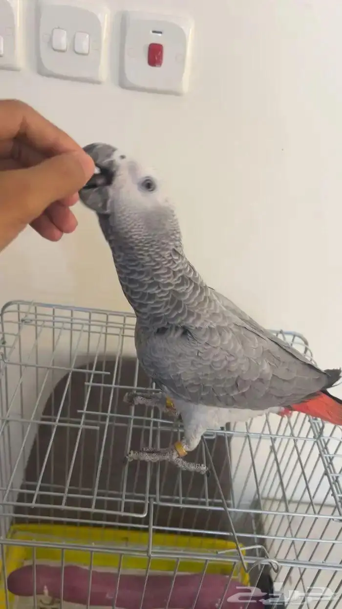 فرخ كاسكو انتاج محلي متكلم وهدد تم البيع 0