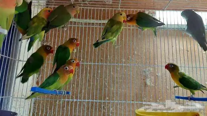 طيور زينة ومستلزماتها محل نوادر خميس مشيط 1