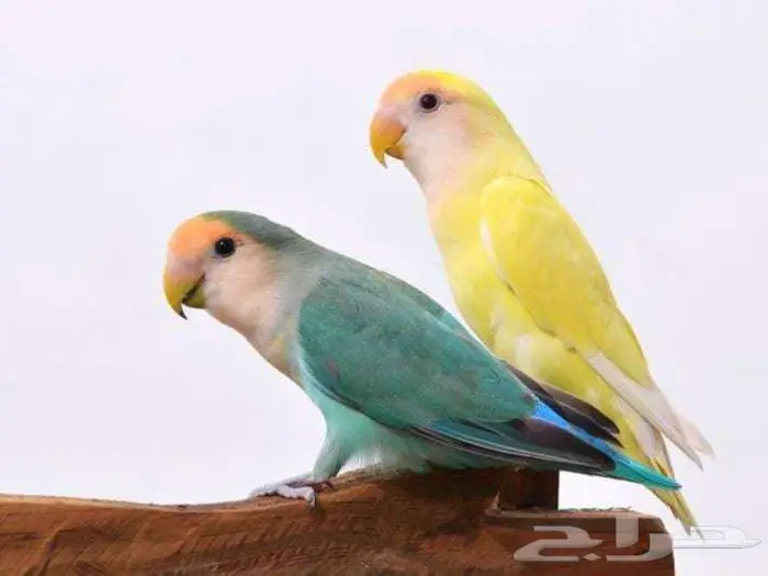 طيور زينة ومستلزماتها محل نوادر خميس مشيط 9