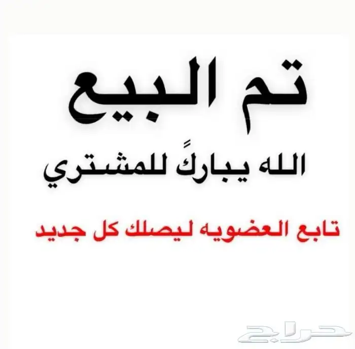 خروف نجدي بري لباني العمر خمس شهور يوجد سلخ وتوصيل 5