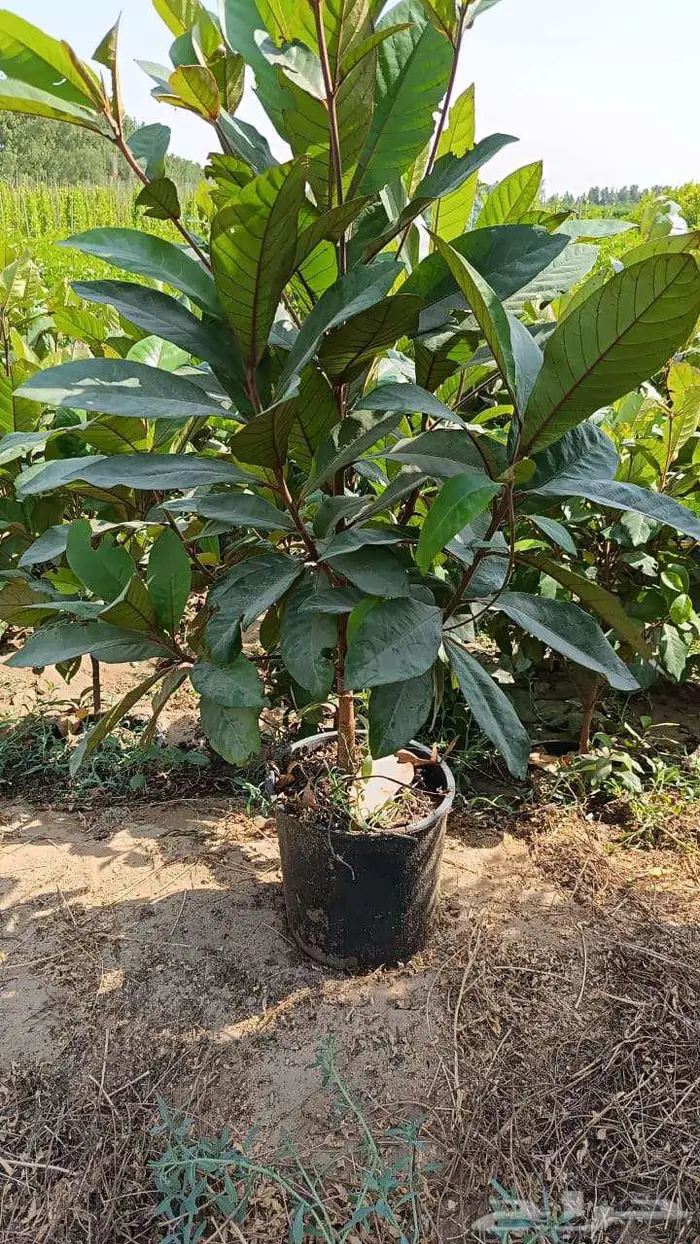 شتلات مثمره مشتل ابوعبدالله . الحليله 1