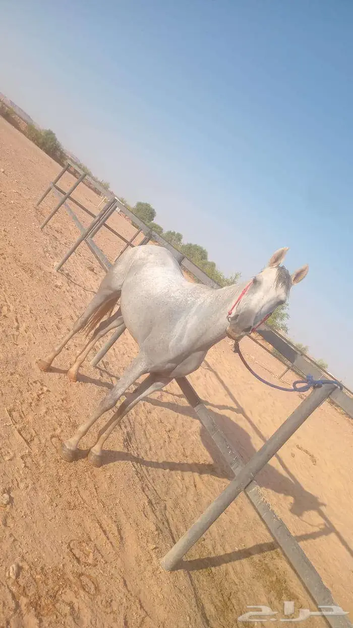 فرس شعبية شيخه 1