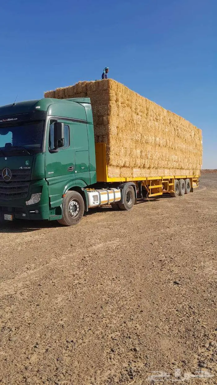 تبن قمح (بر) شد شركه كلاس 2