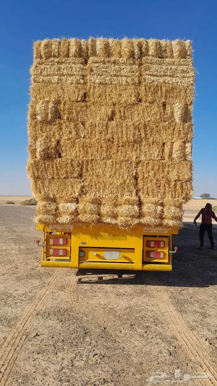 تبن قمح (بر) شد شركه كلاس 5