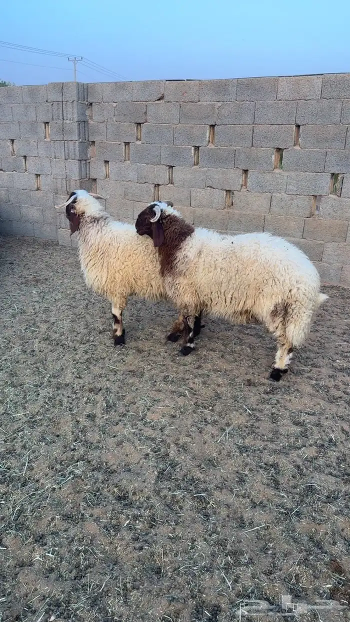 ذبايح 8