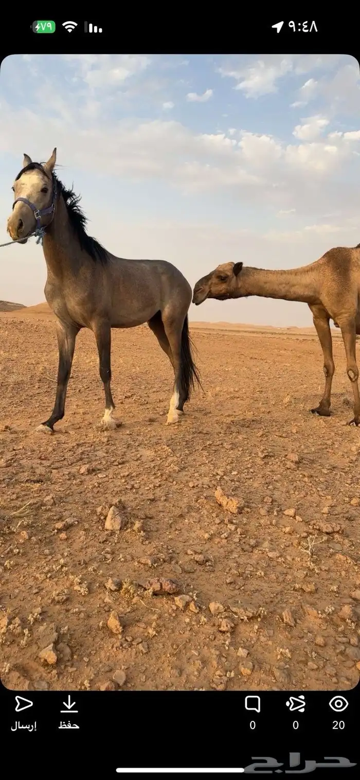 مهر عربي عمره سنه وخمس شهور 1