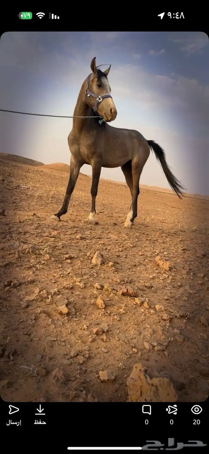 مهر عربي عمره سنه وخمس شهور 0