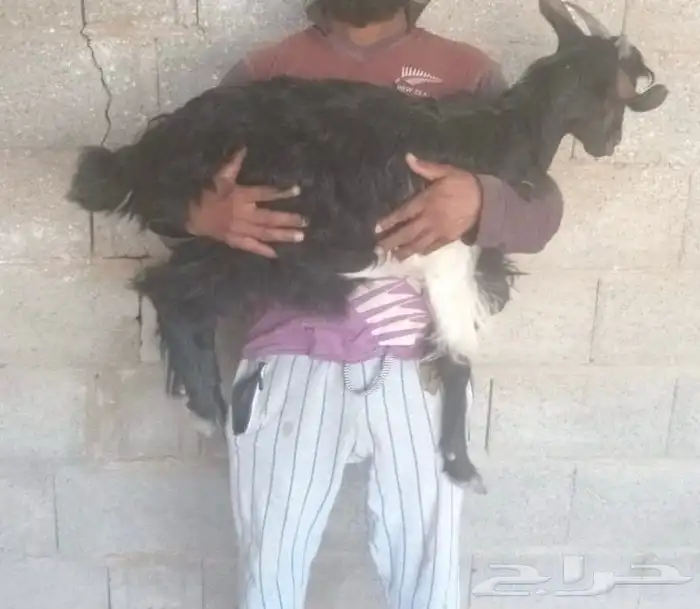 معزا - عناق 2