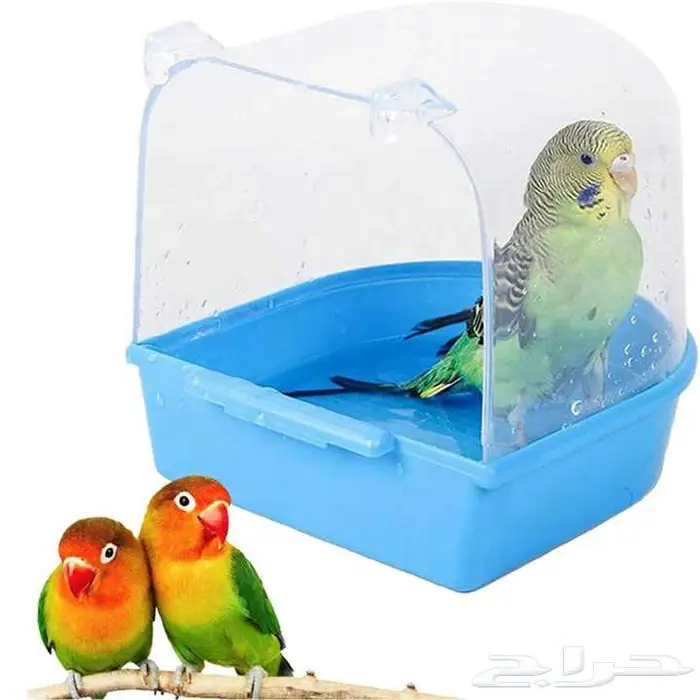 طيور زينة ومستلزماتها محل نوادر خميس مشيط 56