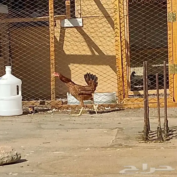 البيع دجاج بكستاني 1