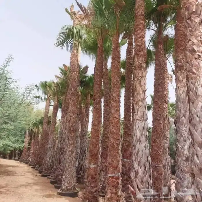 نخل وشنطن 8