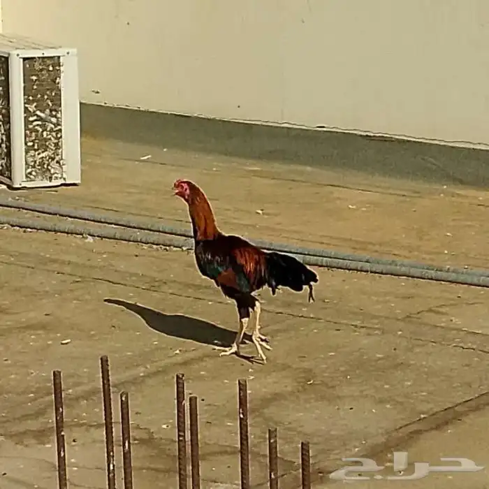 البيع دجاج بكستاني 2