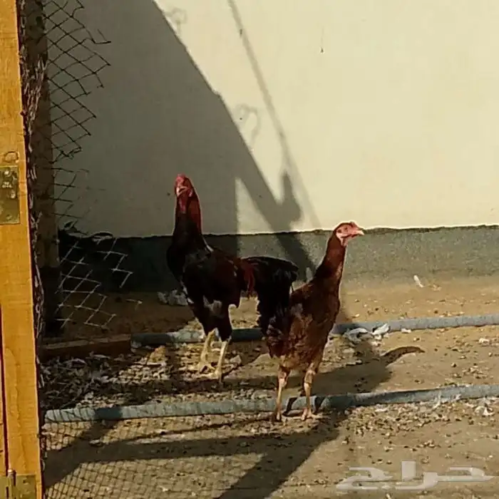 البيع دجاج بكستاني 4
