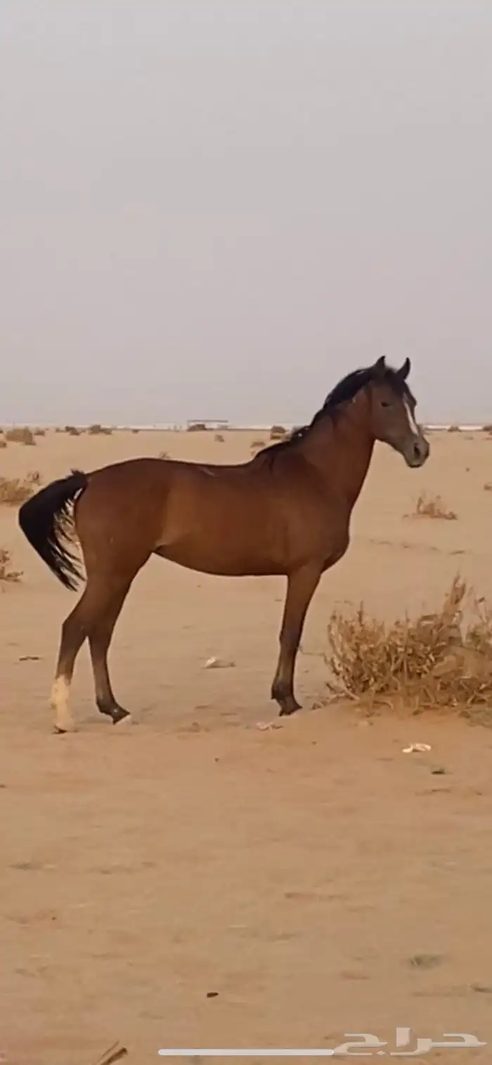 فرس شعبيه سبوق 2