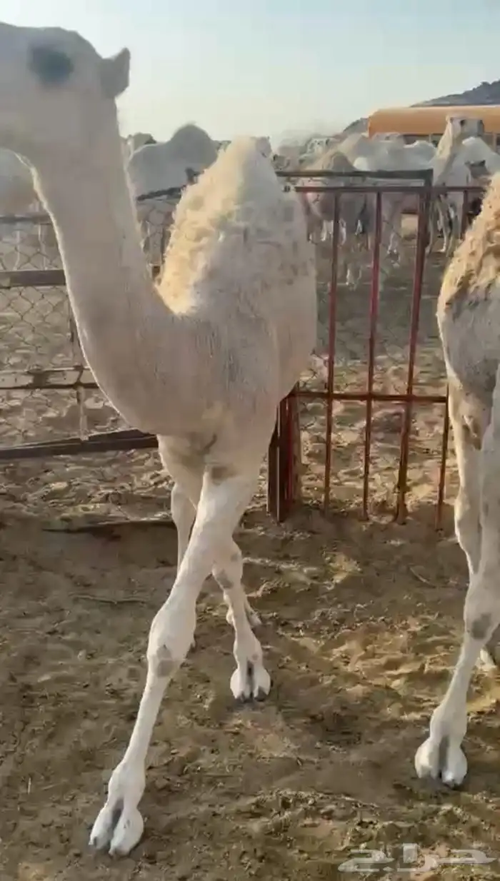 لباني ارباع و اثمان 0