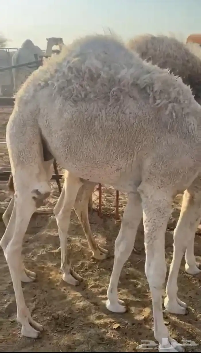 لباني ارباع و اثمان 2